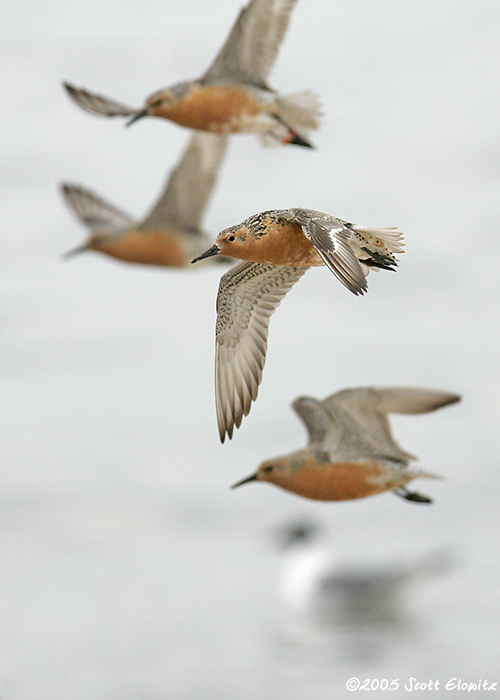 Red Knot