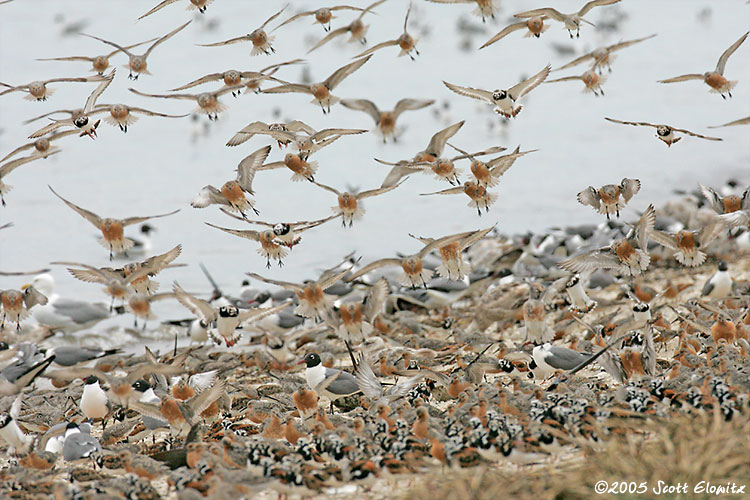 Red Knot & Ruddy Turnstone