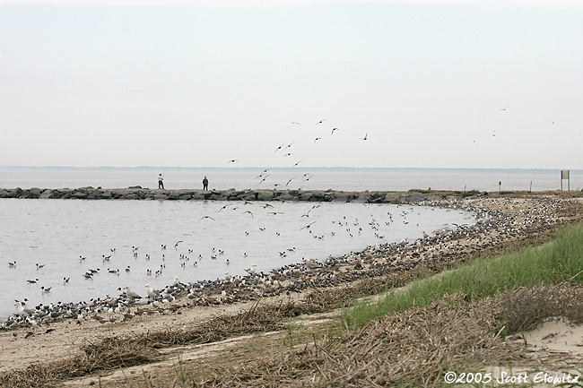 Reeds Beach