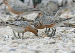 Red Knot