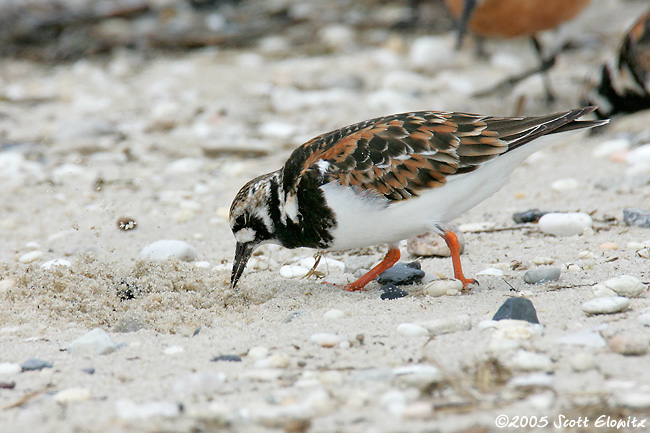 Ruddy Turnstone