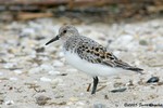 Sanderling