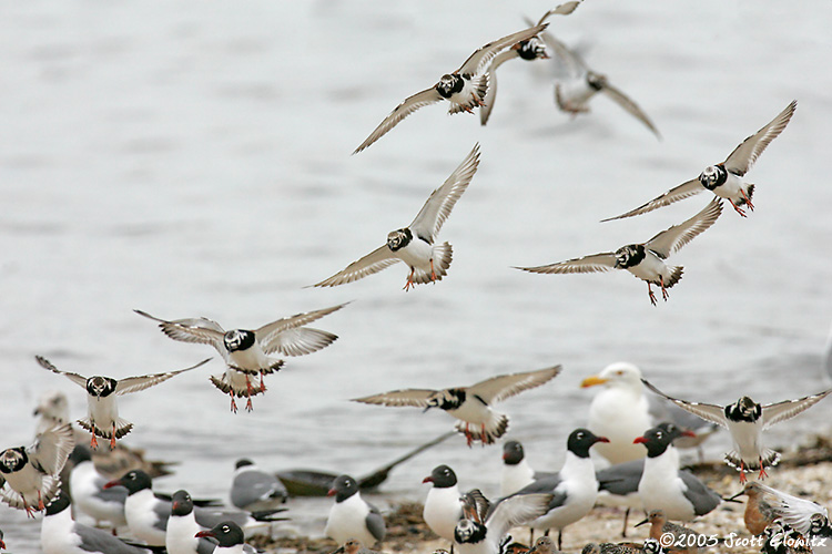 Ruddy Turnstone