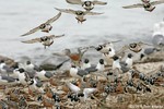 Red Knot & Ruddy Turnstone