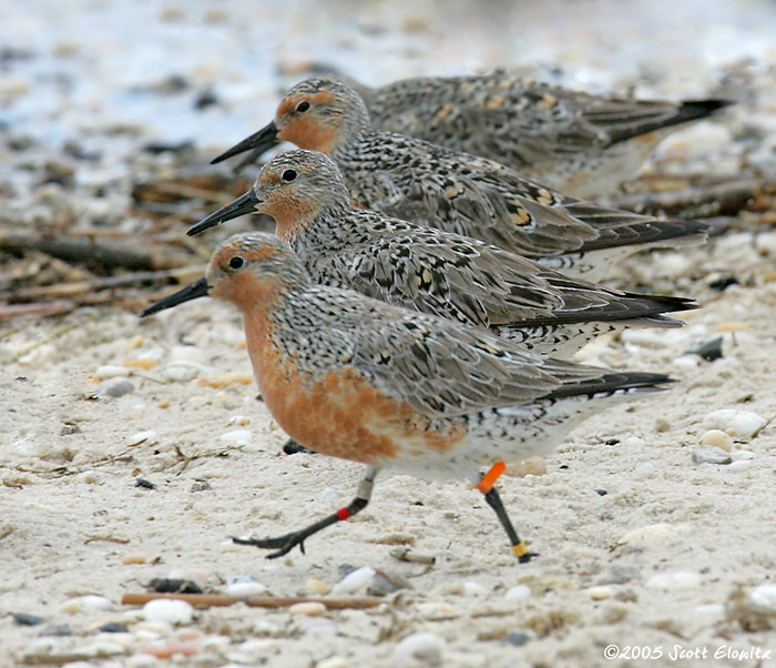 Red Knot