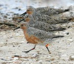 Red Knot