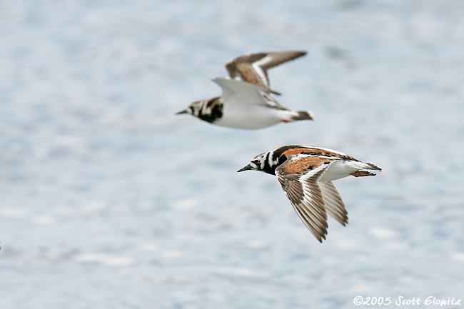 Ruddy Turnstone