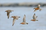 Red Knot