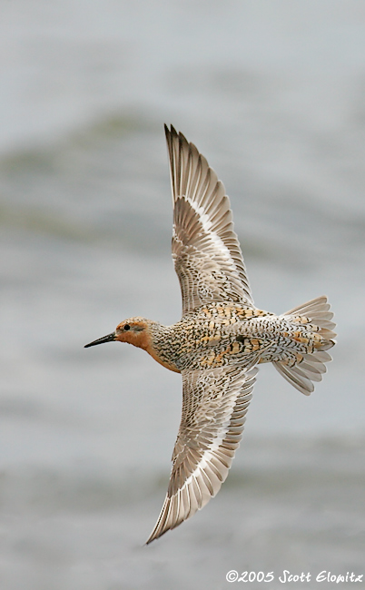 Red Knot