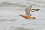 Red Knot