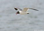 Laughing Gull