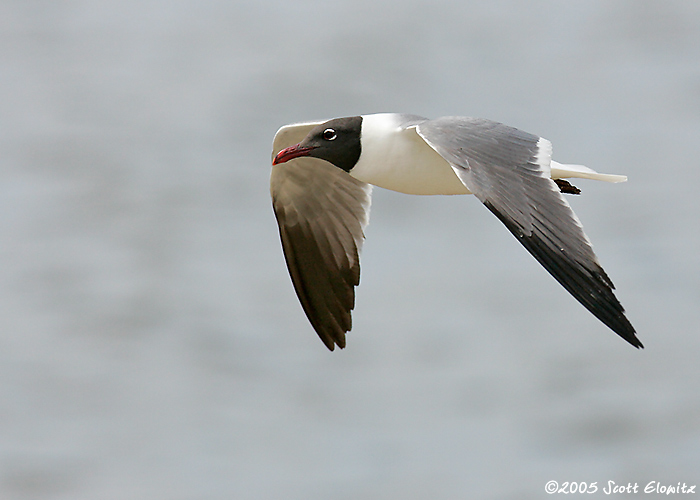 Laughing Gull