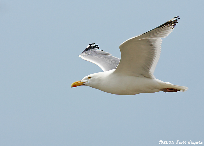 American Herring Gull