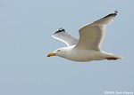 American Herring Gull