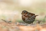 Fox Sparrow