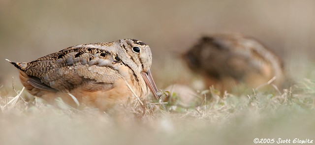 American Woodcock