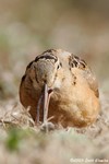 American Woodcock