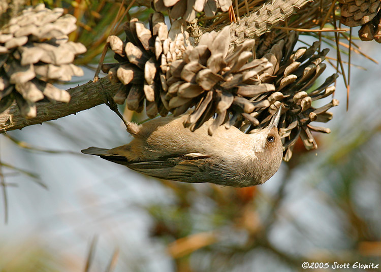 Brown-headed Nuthatch