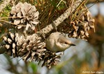 Brown-headed Nuthatch