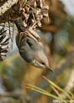 Brown-headed Nuthatch