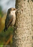 Brown-headed Nuthatch