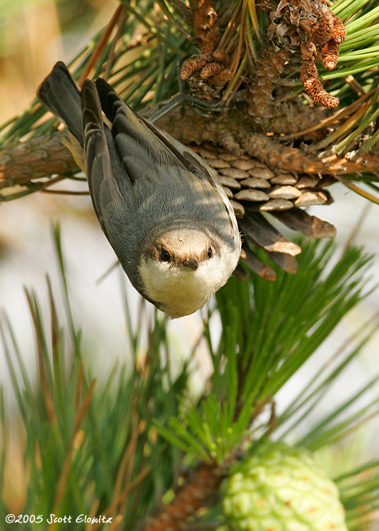 Brown-headed Nuthatch