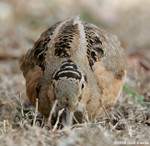 American Woodcock