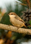 Brown-headed Nuthatch