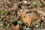 American Woodcock