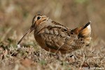 American Woodcock