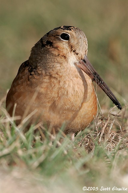 American Woodcock