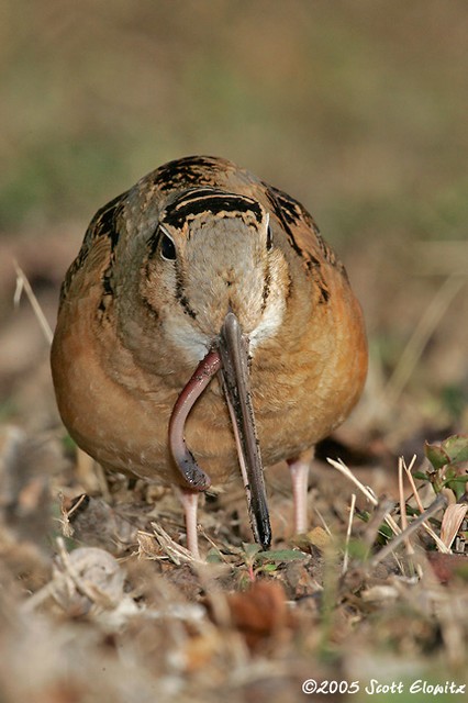 American Woodcock