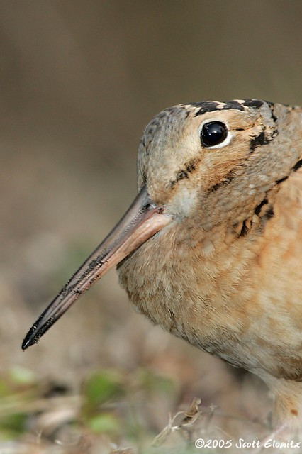 American Woodcock