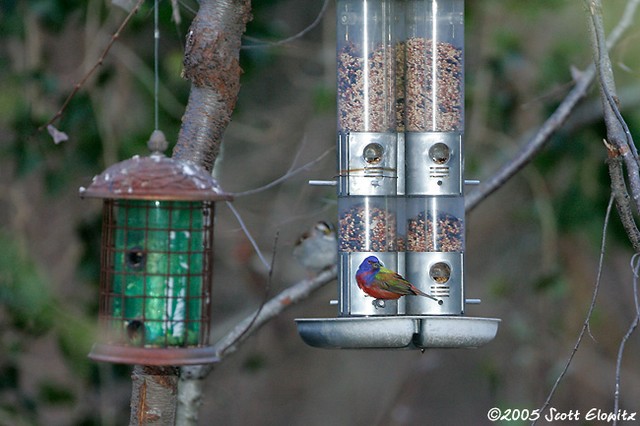 Painted Bunting