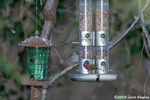 Painted Bunting