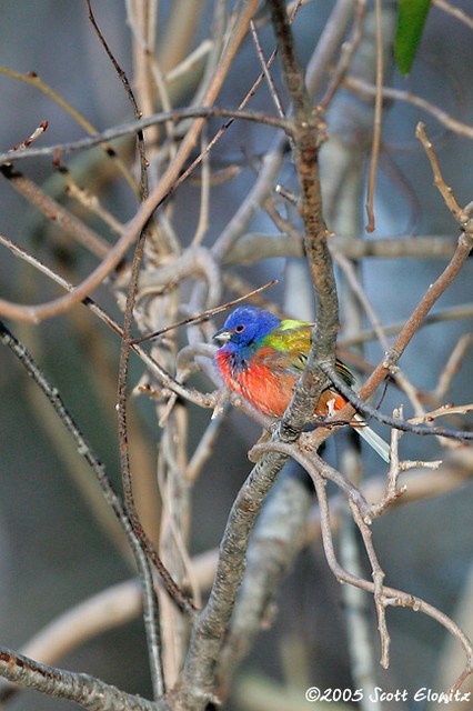 Painted Bunting