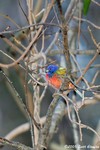 Painted Bunting