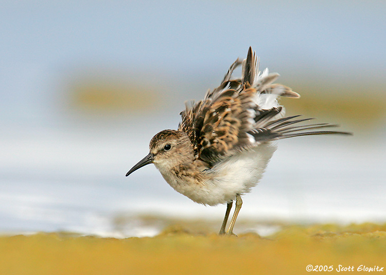 Least Sandpiper