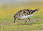 Least Sandpiper