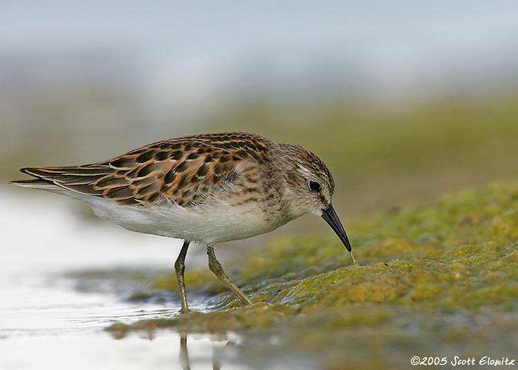 Least Sandpiper