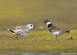Piping Plover & Semipalmated Plover