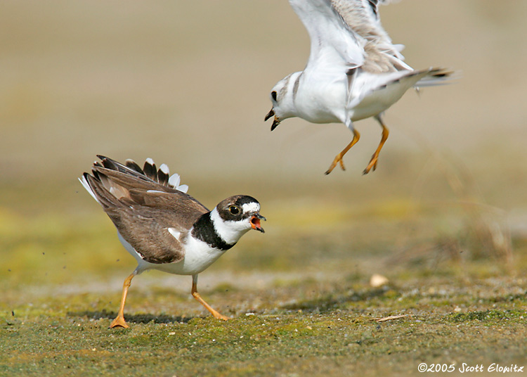 Piping Plover & Semipalmated Plover