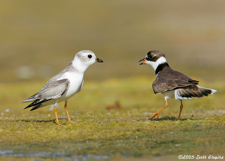 Piping Plover & Semipalmated Plover