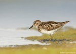 Least Sandpiper