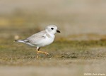 Piping Plover