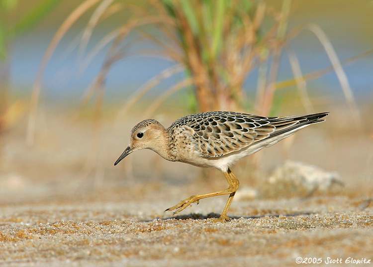 Buff-breasted Sandpiper