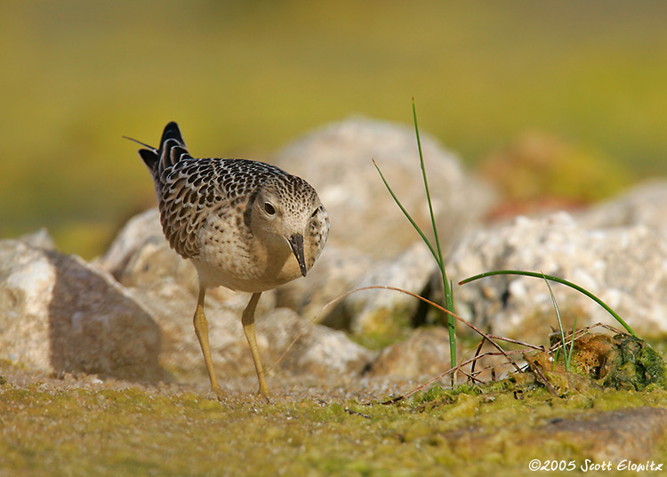 Buff-breasted Sandpiper