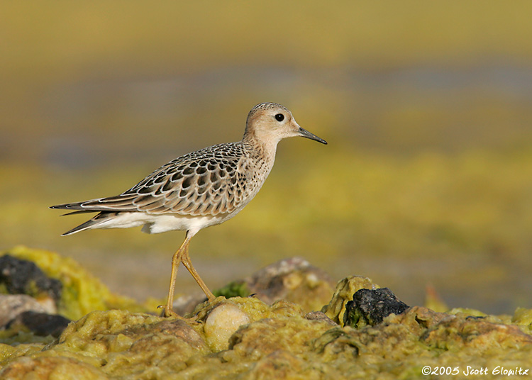 Buff-breasted Sandpiper