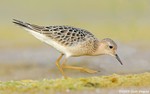 Buff-breasted Sandpiper