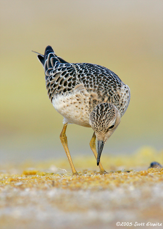 Buff-breasted Sandpiper